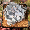 Echeveria 'Crispate Beauty' 2" Powdery Succulent Plant