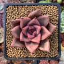Echeveria Agavoides 'Red Ebony' 3" Succulent Plant