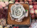 Echeveria 'Lilacina' Mutated 2" Succulent Plant