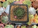 Echeveria 'Viva Chile' Non-variegated 1" Succulent Plant