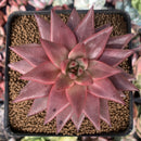 Echeveria Agavoides 'Sirus' 3" Succulent Plant