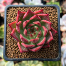 Echeveria Agavoides 'Red Lense' 2" Succulent Plant