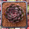 Echeveria 'Blasino' 2" New Hybrid Succulent Plant