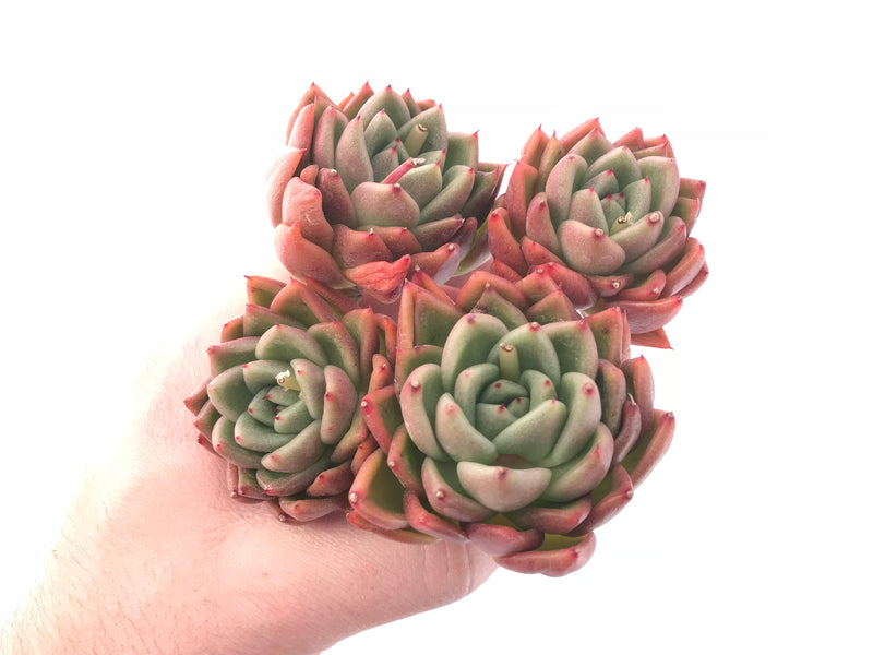 Echeveria Agavoides ‘Discovery’ Cluster 4” Rare Succulent Plant