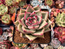 Echeveria Agavoides 'Juliet' 3" Succulent Plant