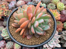Echeveria 'Starmark' 4"-5" Large Succulent Plant