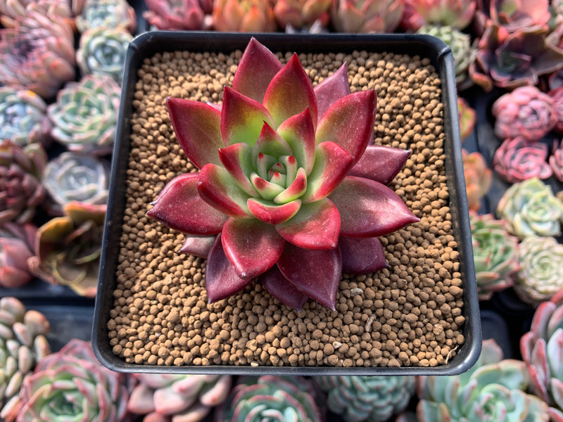 corona succulents Echeveria Agavoides 'Magic Corona' 3" Succulent Plant – True Succulents Plant Co