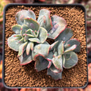 Echeveria 'Blue Spur' 2"-3" Succulent Plant
