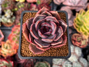 Echeveria 'Dark Chocolate' 2" Succulent Plant