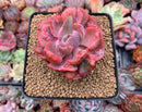 Echeveria 'Beyonce' Variegated 3"-4" Succulent Plant