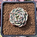 Echeveria 'Ben Badis' 1" Succulent Plant