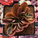 Echeveria 'Fimbriata' Variegated AKA 'Fasciculata' Crested 3" Succulent Plant
