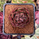 Echeveria Agavoides sp. 1" Succulent Plant