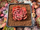 Echeveria 'Zeta' 1" Succulent Plant
