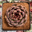 Echeveria 'Black Queen' Hybrid 3" Succulent Plant