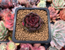 Echeveria Agavoides 'Black Queen' 1" Small Succulent Plant