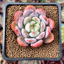 Echeveria 'Starmark' 2" Succulent Plant