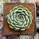 Echeveria 'Zaracream' 2" Air Magic Hybrid Succulent Plant