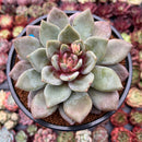 Echeveria 'German Champaign' 4" Succulent Plant