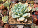 Echeveria 'Chloe' 3"-4" Powdery Succulent Plant