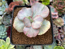 Echeveria 'Suyon Frill' Variegated 2" Succulent Plant