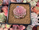 Echeveria 'Hongil' 2" Succulent Plant