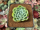 Echeveria 'Twin Berry' 2” Succulent Plant