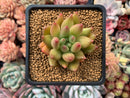 Echeveria Agavoides 'Shooting Star' 1"-2" Succulent Plant