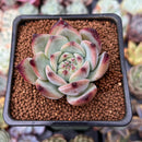 Echeveria 'Ratam' 2" Succulent Plant