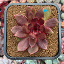 Echeveria 'Love and War' 3"-4" Succulent Plant