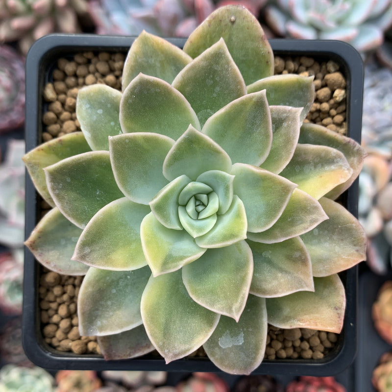 harry watson succulent Graptoveria 'Harry Watson' Variegated 4" Succulent Plant – True Succulents  Plant Co