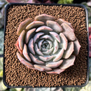 Echeveria 'Softball' 2"-3" New Hybrid Succulent Plant