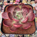 Echeveria 'Red Tan' 6" Large Succulent Plant