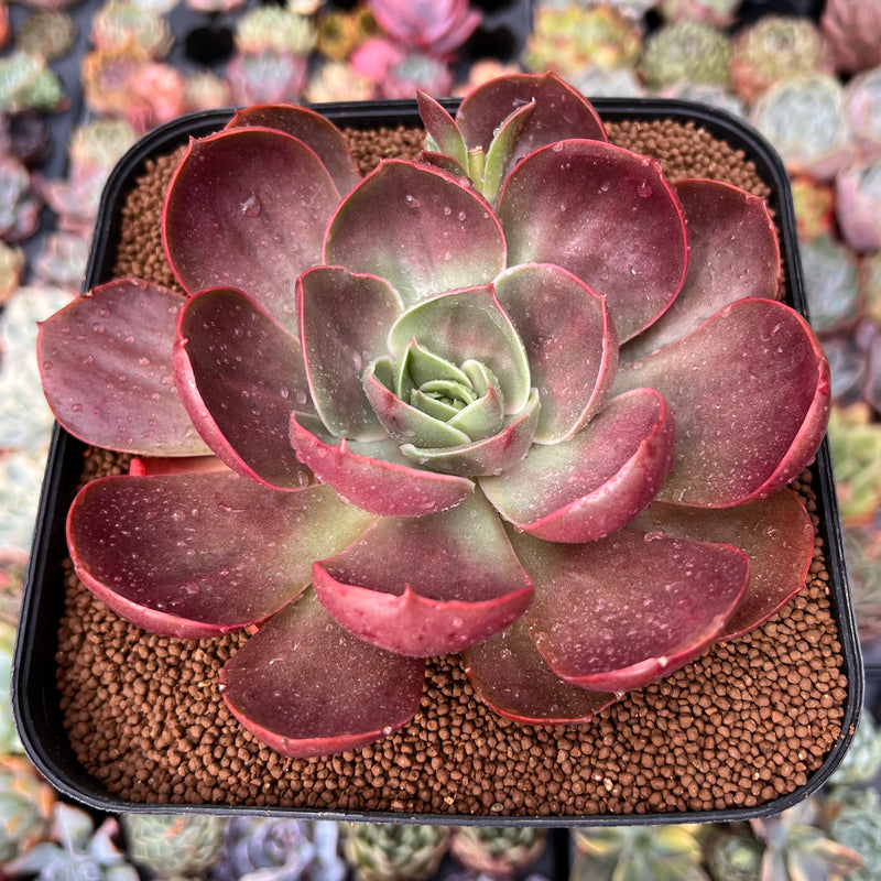 Echeveria 'Red Tan' 6