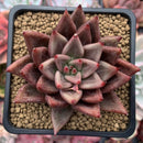 Echeveria Agavoides 'Pysche 3" Succulent Plant