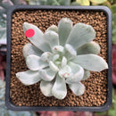 Pachyveria 'Roly-Poly' Variegated 1"-2" Succulent Plant
