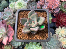 Echeveria 'Tremolo' 1" Succulent Plant
