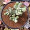 Cotyleydon Orbiculata Var. 'Hoppi' Variegated 3" Succulent Plant