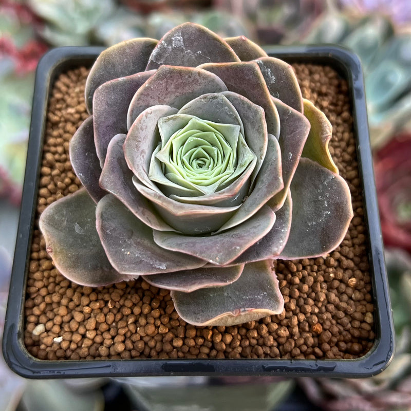 Greenovia 'El Hiero' 2