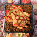 Echeveria Agavoides 'Elkhorn' Crested 2" Succulent Plant