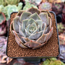 Echeveria 'Rastin' 2" Succulent Plant