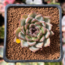 Echeveria 'Black Stone' 1" Succulent Plant
