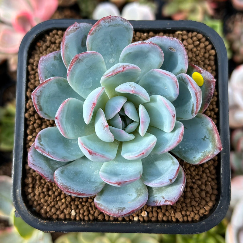 succulent powder Echeveria 'Red Powder' 2" Powdery Succulent Plant – True Succulents Plant  Co