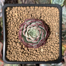 Echeveria 'Hongil' 2" Succulent Plant