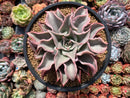 Echeveria 'Madiba' 5" Succulent Plant