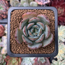 Echeveria 'Monello' 1" New Hybrid Succulent Plant