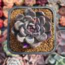 Echeveria 'Purple Stone' 2" Succulent Plant