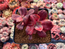 Echeveria 'Diamond State' Variegated 3" Cluster Succulent Plant