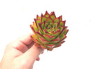 Echeveria Agavoides ‘Lipstick’ 3” Rare Succulent Plant