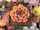 Echeveria 'Kainos' 2" Succulent Plant
